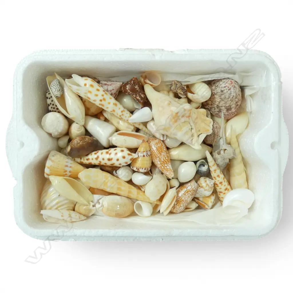 COLELCTION OF ASST. SEASHELLS  Image 1++