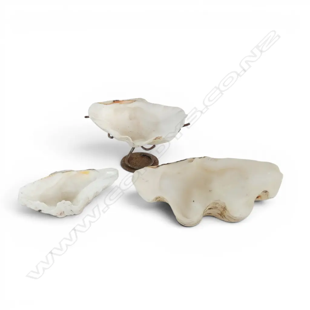 3 NATURAL WORLD GIANT CLAM SHELLS 1 IN METAL STAND L270MM LARGEST Image 1++