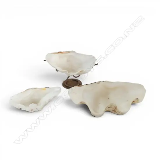 3 NATURAL WORLD GIANT CLAM SHELLS 1 IN METAL STAND L270MM LARGEST
