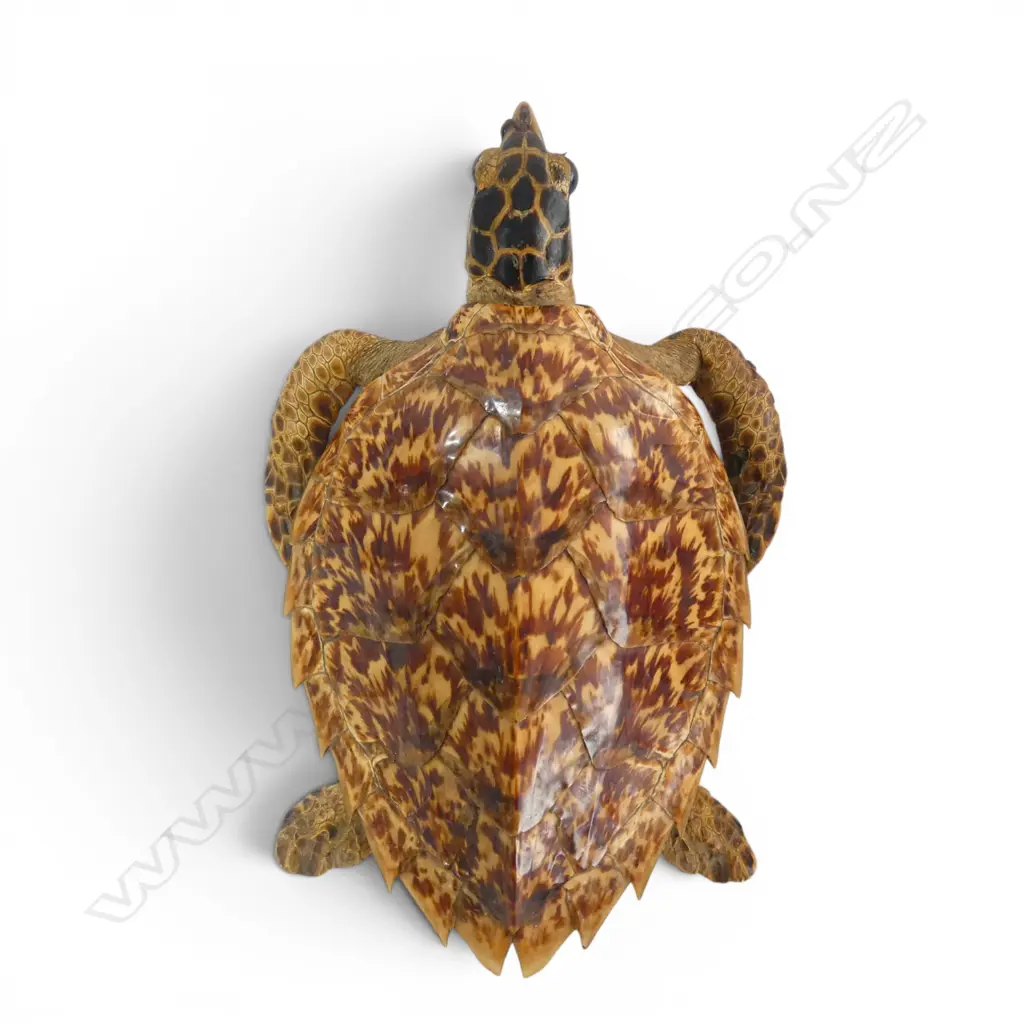 TAXIDERMY TORTOISE L.360mm Image 1++