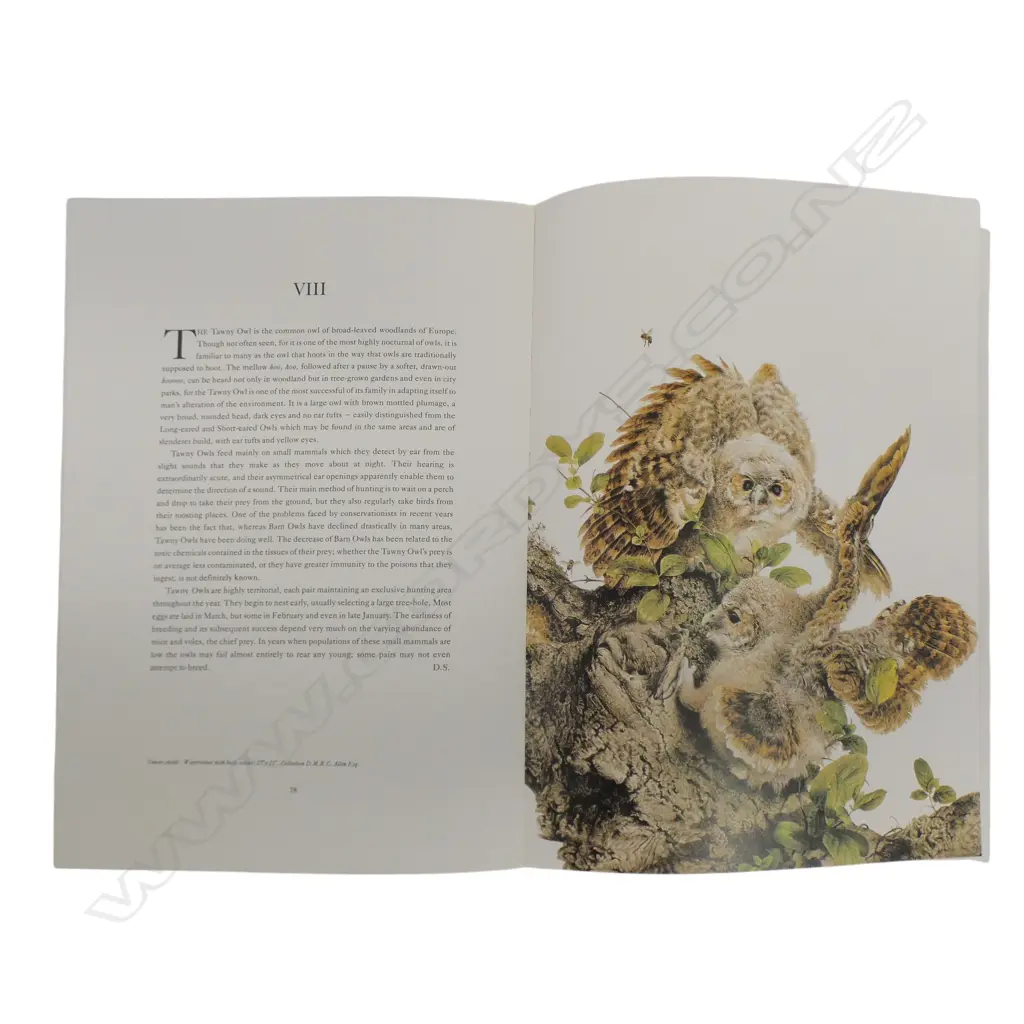 CASED BOOK, RAYMOND CHING THE BIRD PAINTINGS Image 1++