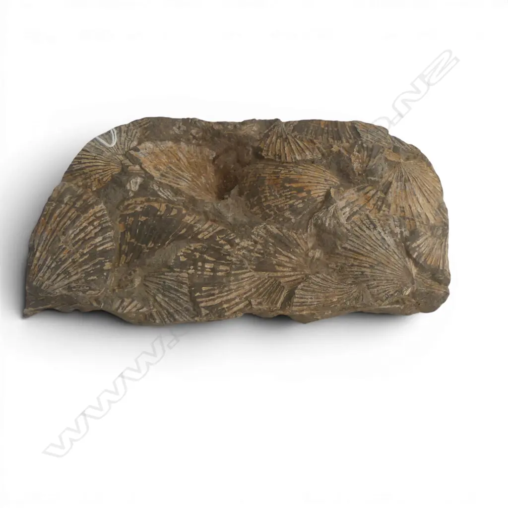 LGE BLOCK 0F FOSSIL SHELLS L.245mm. Apparently found Westcoast Waikato area Image 1++