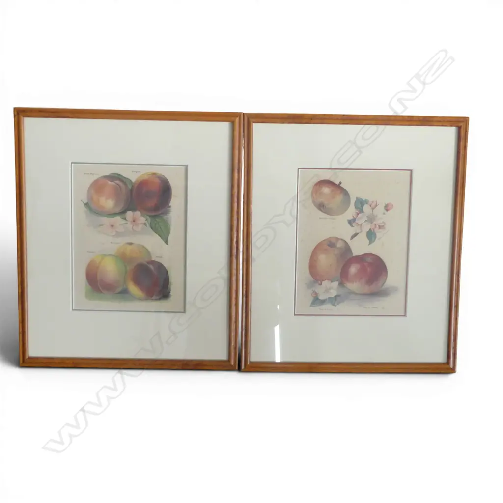 TWO FRAMED VINTAGE BOTANICAL PRINTS from the Fruit Growers guide by John Wright, H.450 x 380mm framed, light foxing Image 1++
