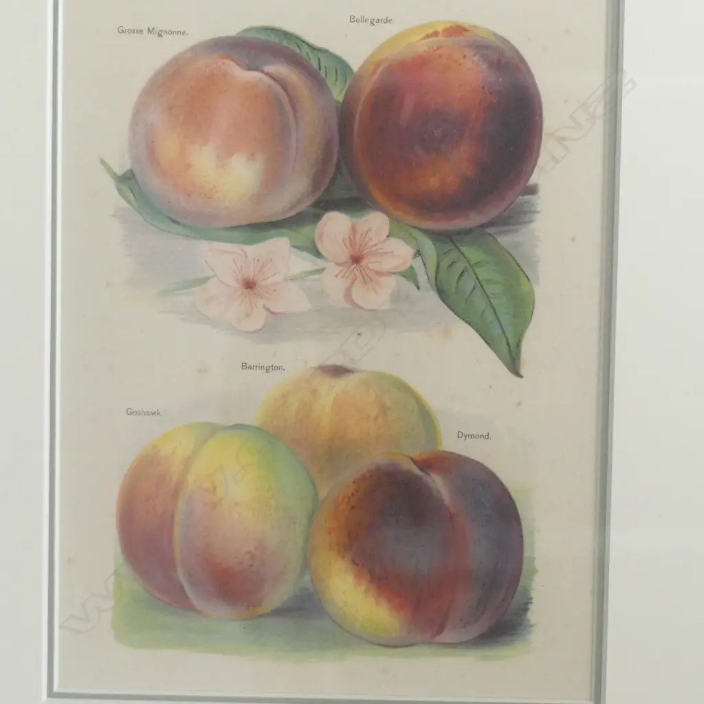 TWO FRAMED VINTAGE BOTANICAL PRINTS from the Fruit Growers guide by John Wright, H.450 x 380mm framed, light foxing Image 1++