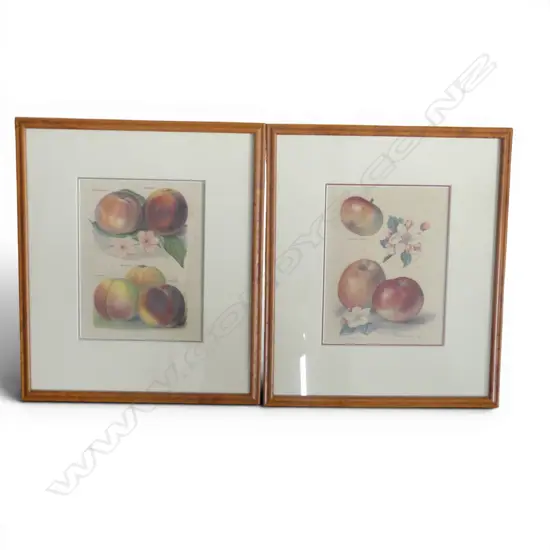 TWO FRAMED VINTAGE BOTANICAL PRINTS from the Fruit Growers guide by John Wright, H.450 x 380mm framed, light foxing