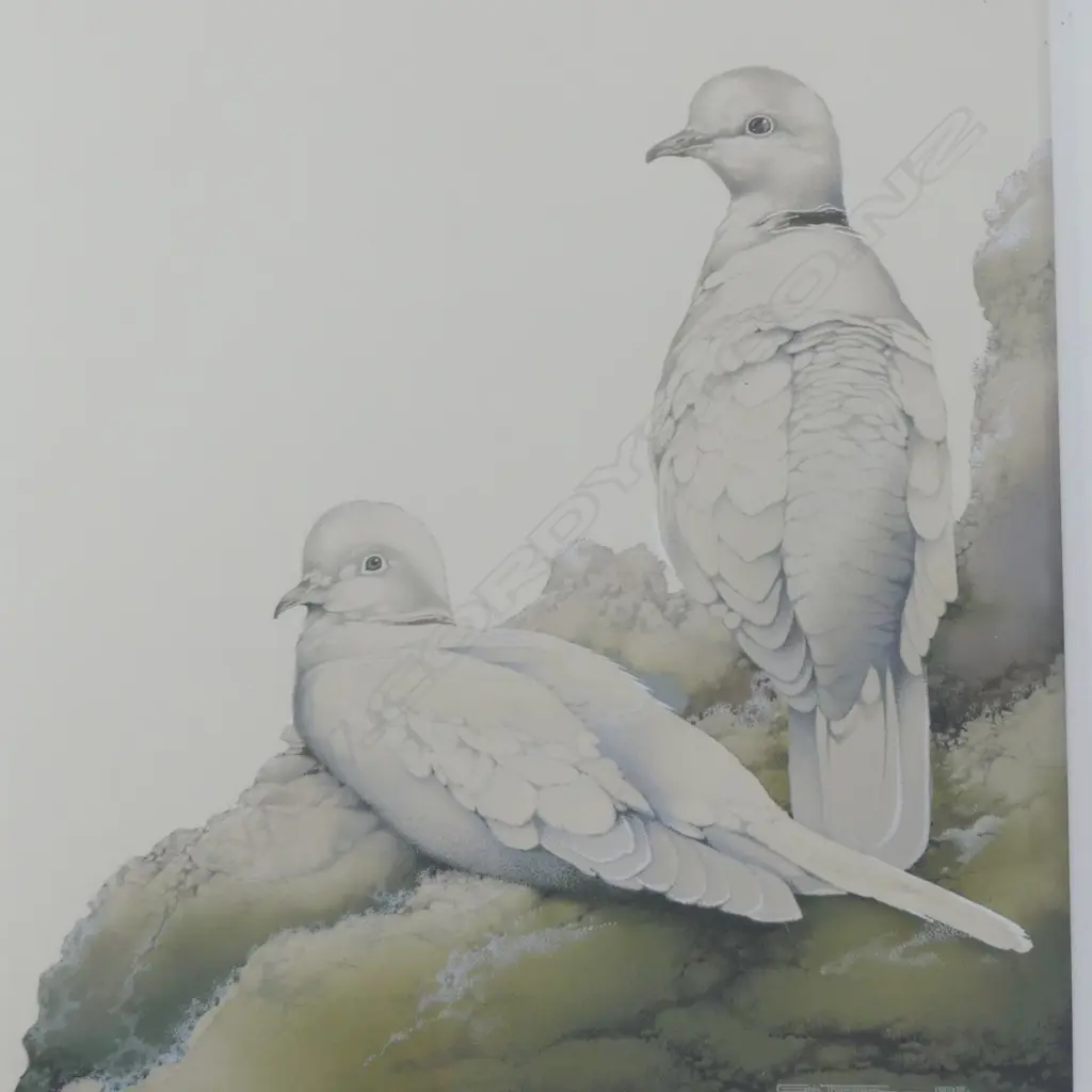 GAIL THOMPSON, BARBARY DOVE, 1996, WATERCOLOUR, 335x275mm Image 1++