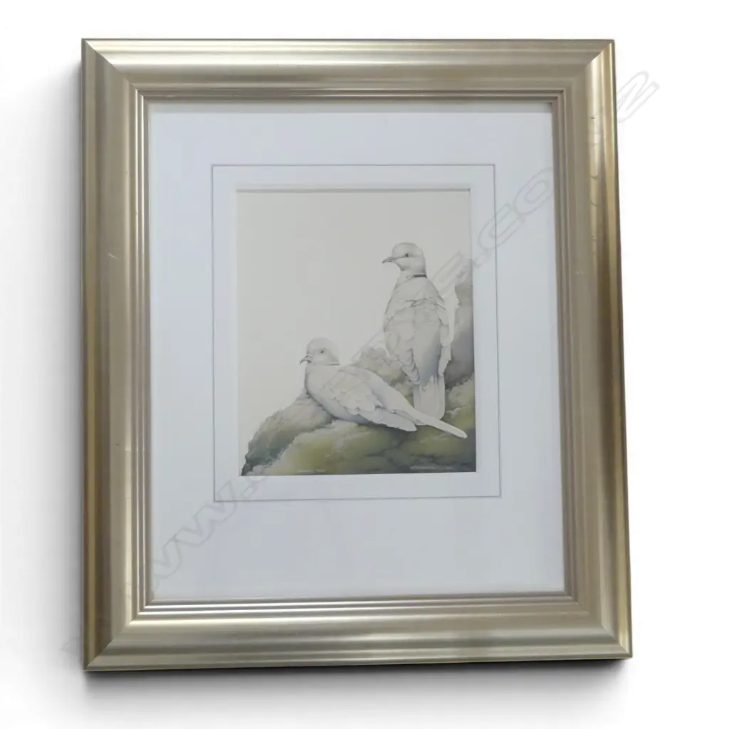 GAIL THOMPSON, BARBARY DOVE, 1996, WATERCOLOUR, 335x275mm Image 1++