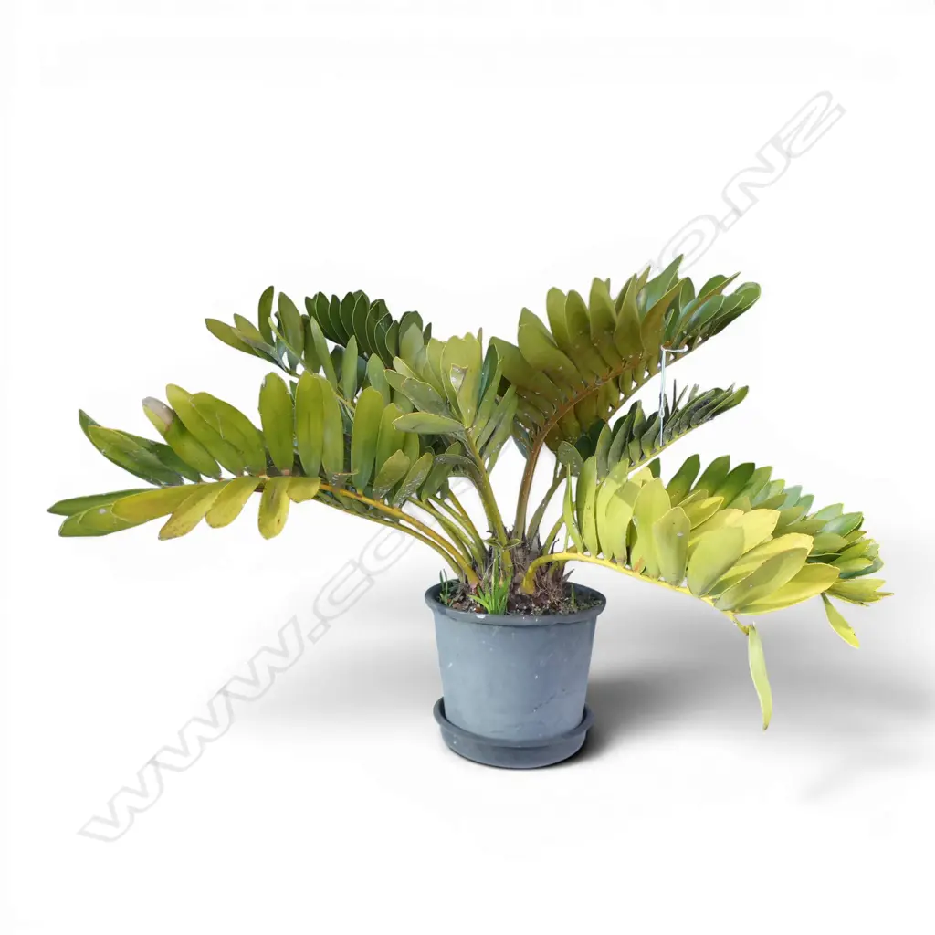 CARDBOARD PALM ZAMIA FURFURACEA H.700mm, 1000mm dia Image 1++