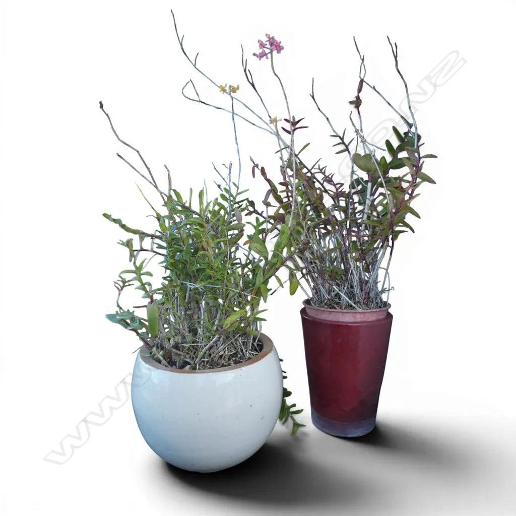 2 CRUCIFIX ORCHID POT PLANTS H.1400mm IN GLAZED CERAMIC PLANTERS Image 1++