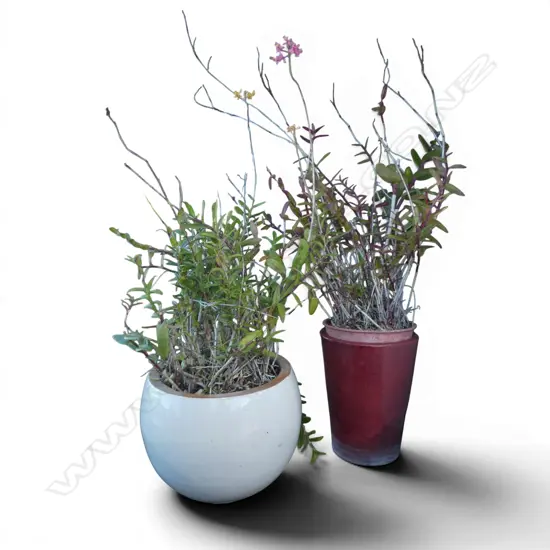 2 CRUCIFIX ORCHID POT PLANTS H.1400mm IN GLAZED CERAMIC PLANTERS