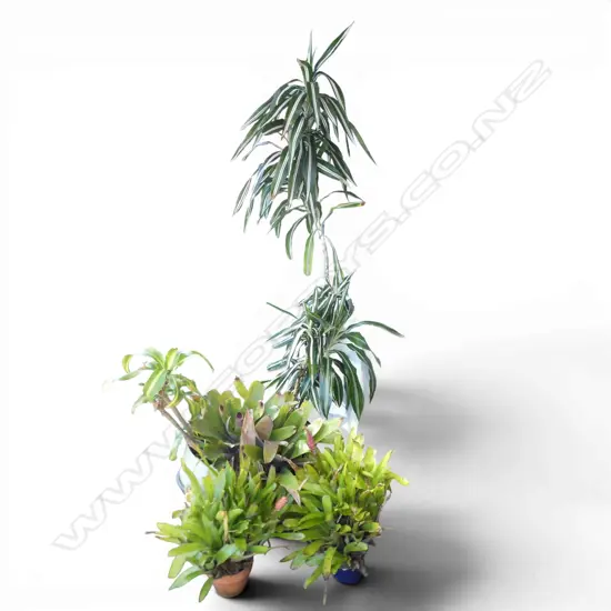 2 DRACAENA 'CORN / HAPPY PLANTS' H.1900mm + 3 BROMELIADS