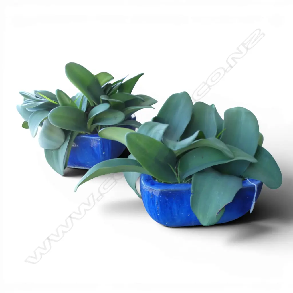 PR BLUE GLAZED PLANTERS w. BLOOD LILIES Image 1++