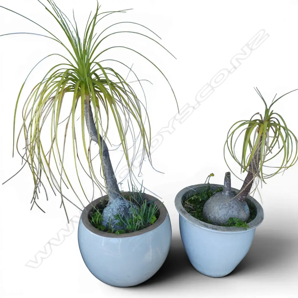 2 PONY TAIL PALMS H.1200mm Image 1++