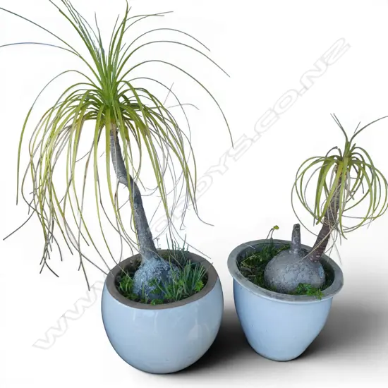 2 PONY TAIL PALMS H.1200mm