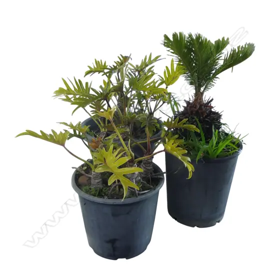CYCAD + 2 PHILODENDRON 'XANADU' PLANTS H.600mm
