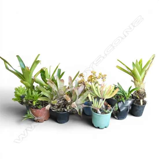 9 ASST. POT PLANTS; BROMELIADS ETC
