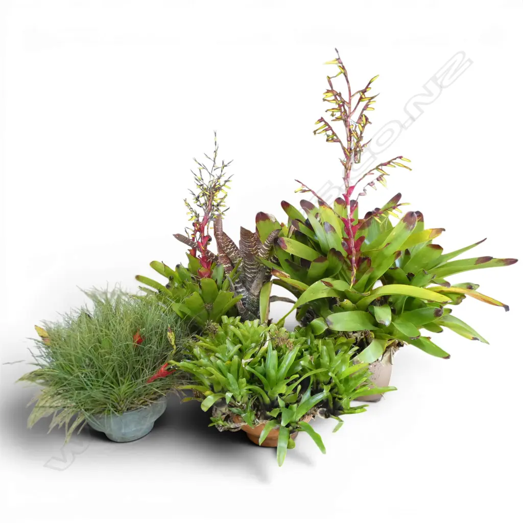 4 BROMELIADS (2 CURRENTLY FLOWERING H.1100mm) + TILLANDSIA PUNCTULATA AIR PLANT Image 1++