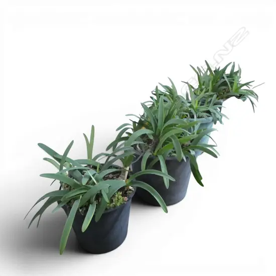 4 BULB TYPE POT PLANTS H.450mm
