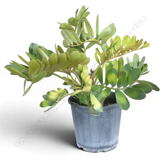 CARDBOARD PALM ZAMIA FURFURACEA H.600mm, 700mm dia