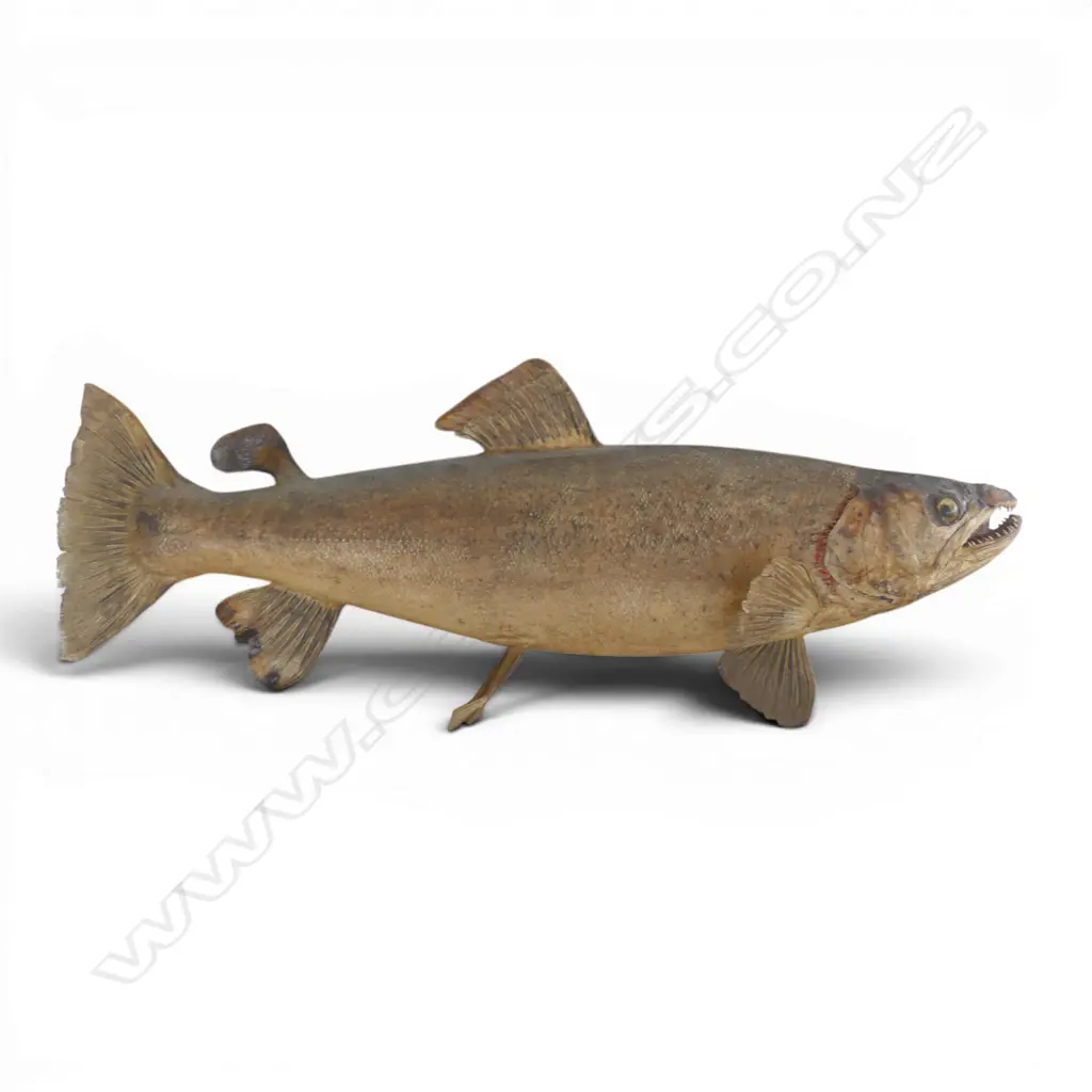 MOUNTED TAXIDERMY FISH W.735mm Image 1++