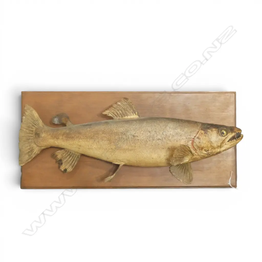 MOUNTED TAXIDERMY FISH W.735mm Image 1++