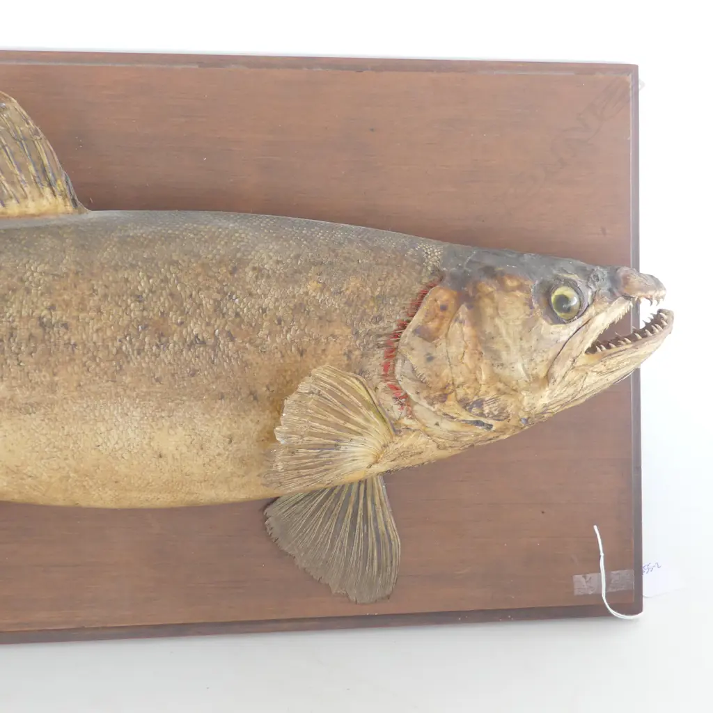 MOUNTED TAXIDERMY FISH W.735mm Image 1++