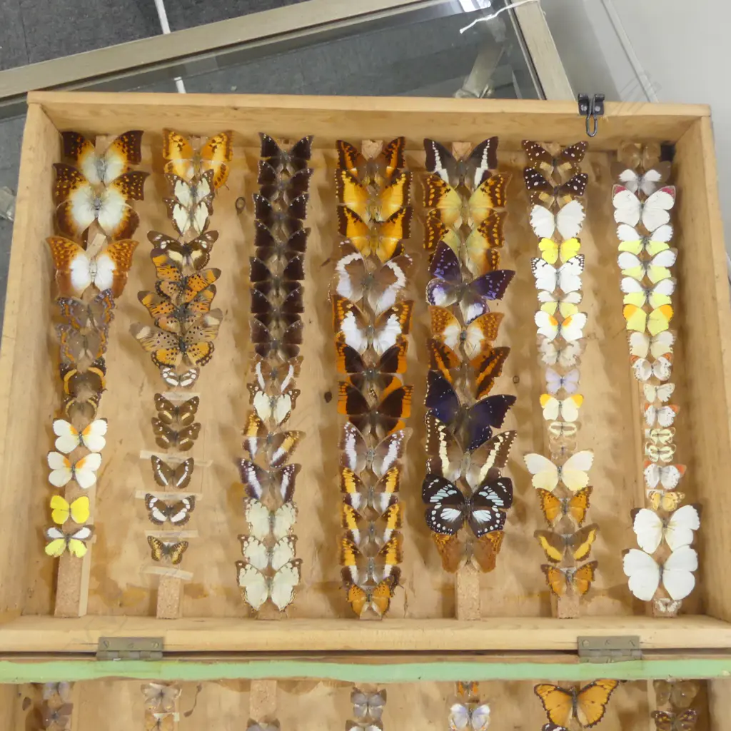 CASE OF BUTTERFLY SPECIMENS W.640mm Image 1++