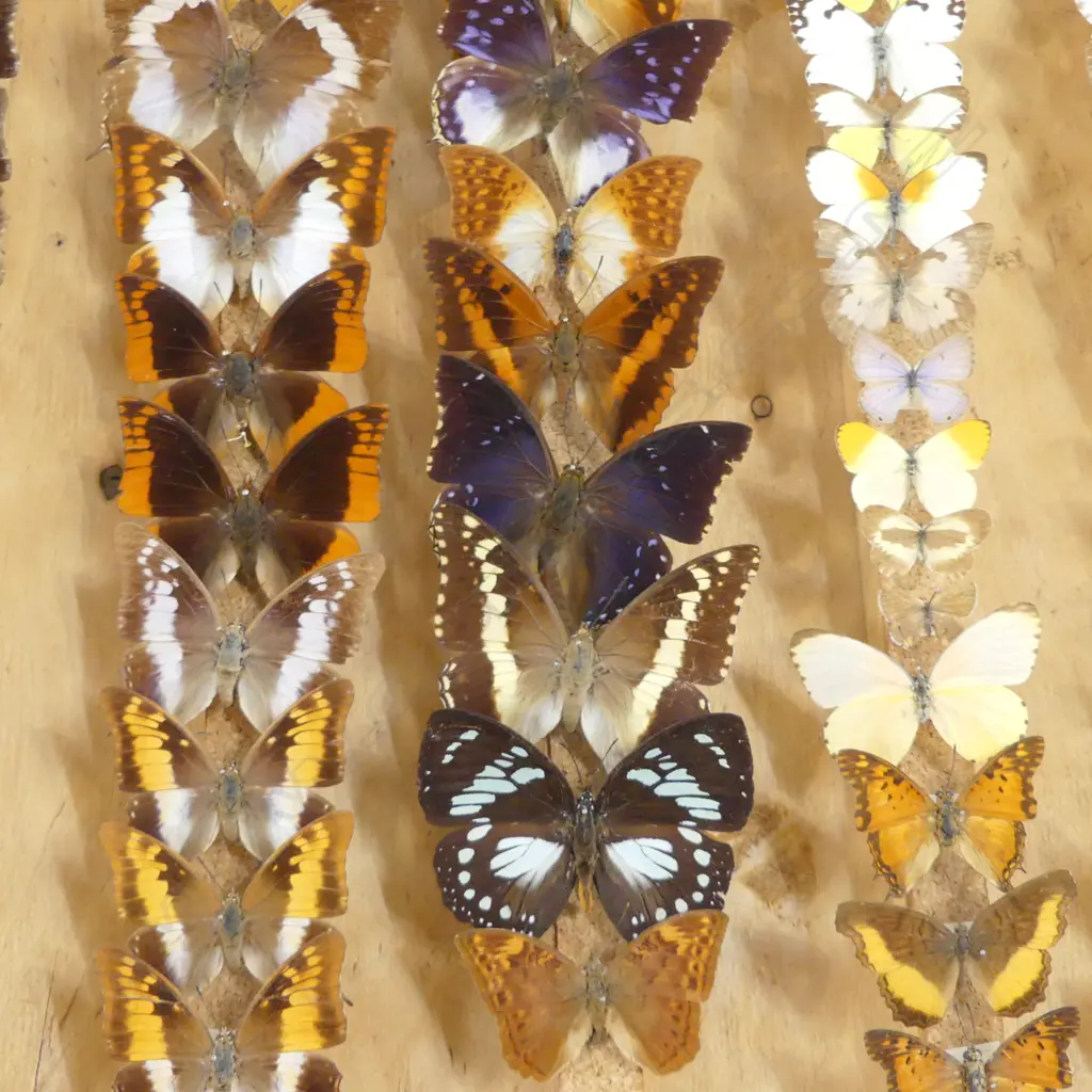CASE OF BUTTERFLY SPECIMENS W.640mm Image 1++