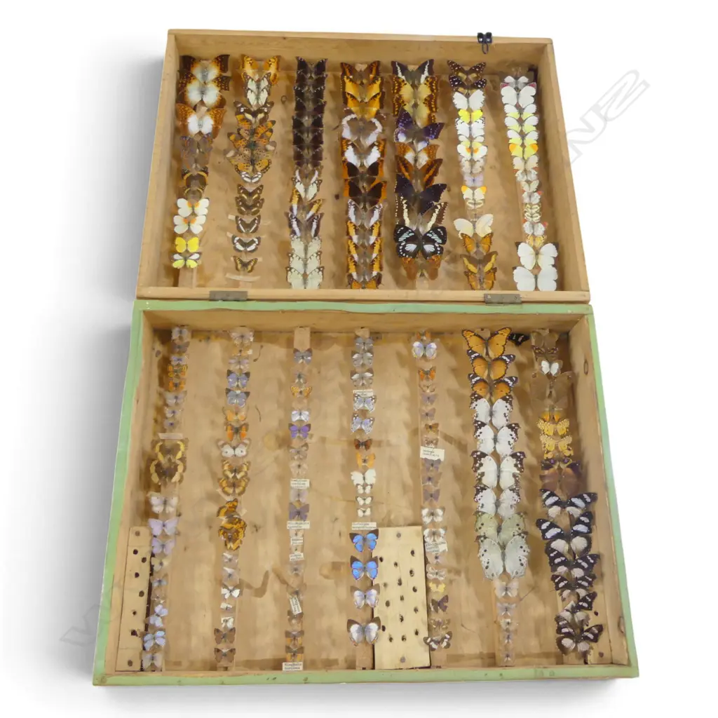 CASE OF BUTTERFLY SPECIMENS W.640mm Image 1++