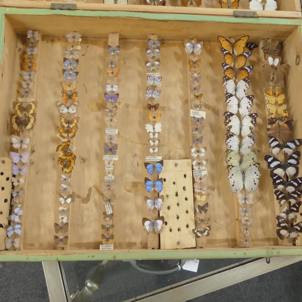 CASE OF BUTTERFLY SPECIMENS W.640mm Image 1++
