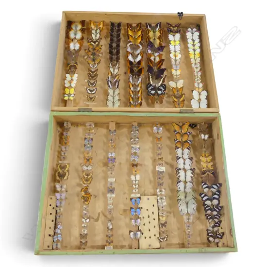 CASE OF BUTTERFLY SPECIMENS W.640mm