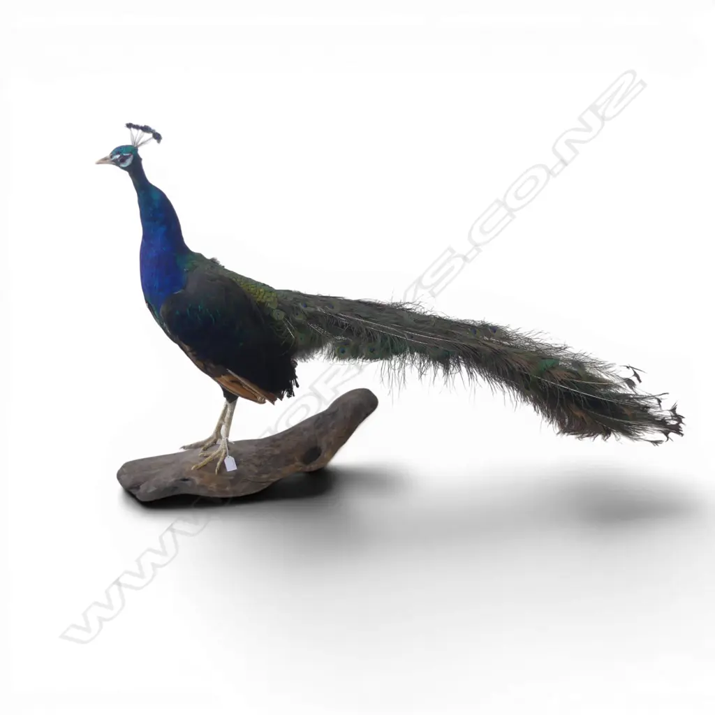 TAXIDERMY PEACOCK L.1700mm H.840mm Image 1++
