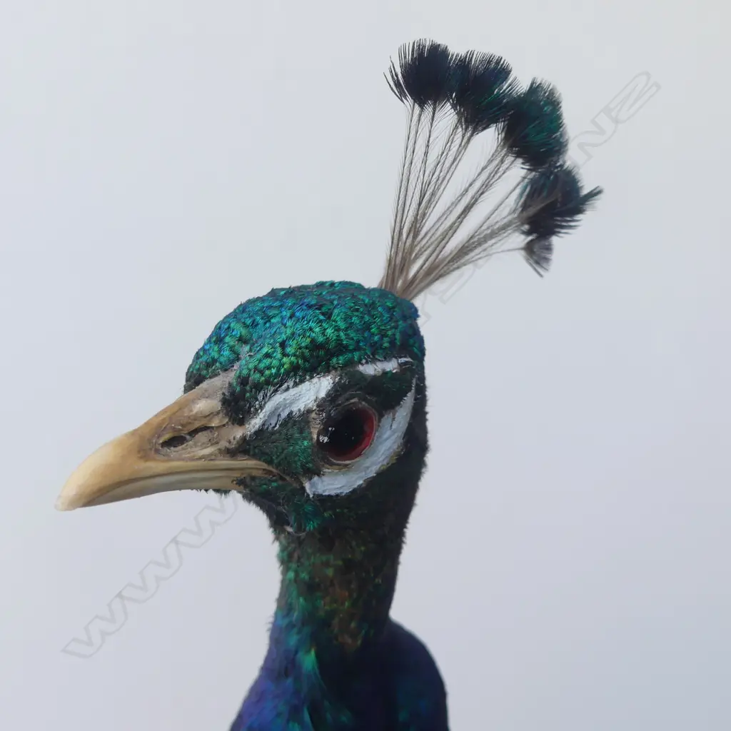 TAXIDERMY PEACOCK L.1700mm H.840mm Image 1++