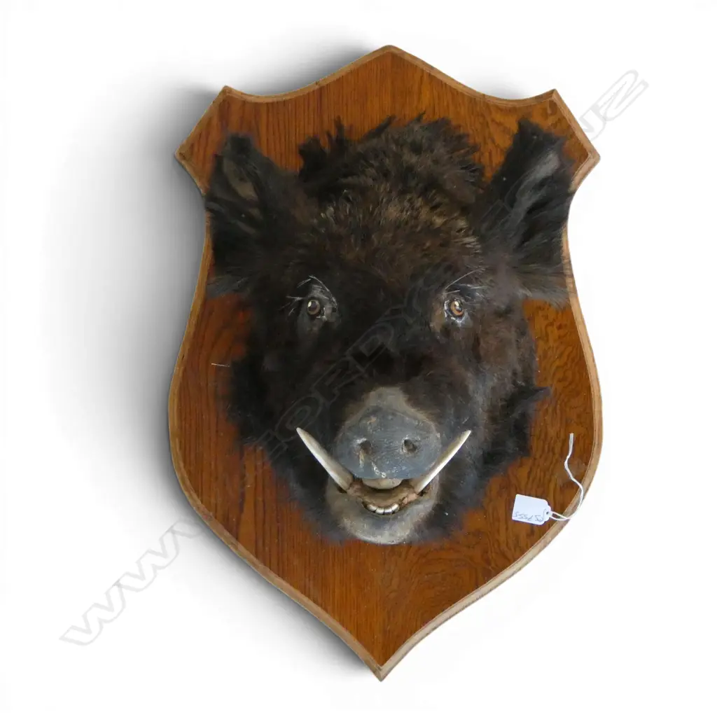 MOUNTED TAXIDERMY BOARS HEAD H.640 D.470mm Image 1++