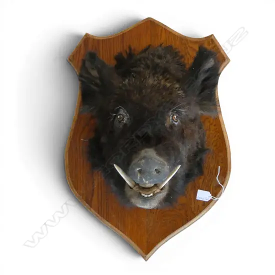 MOUNTED TAXIDERMY BOARS HEAD H.640 D.470mm
