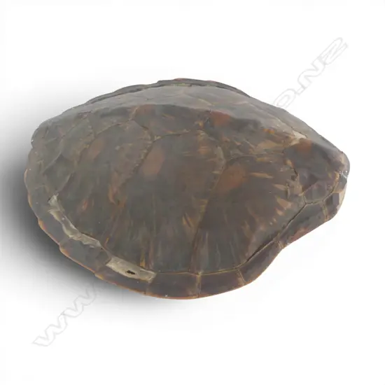 TURTLE SHELL H.435mm