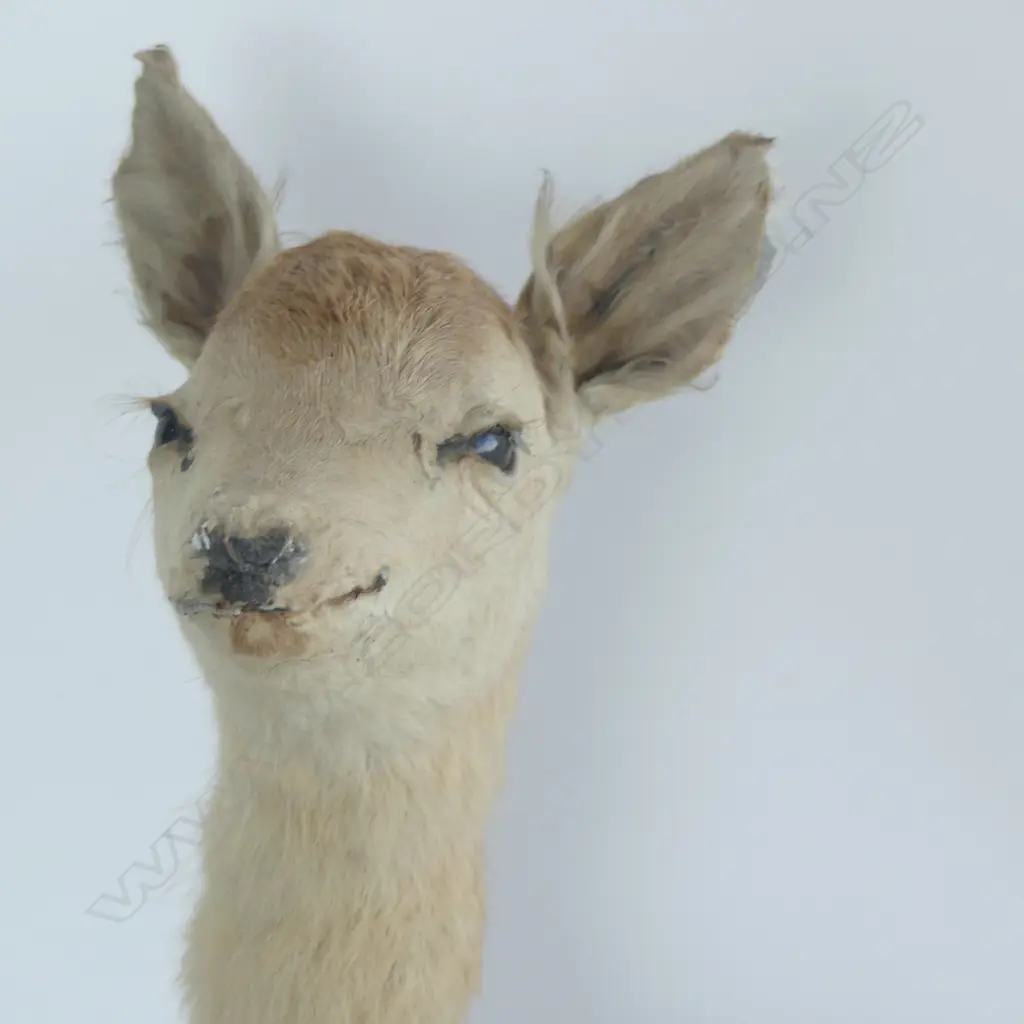MOUNTED TAXIDERMY FAWN 560x250x460mm Image 1++
