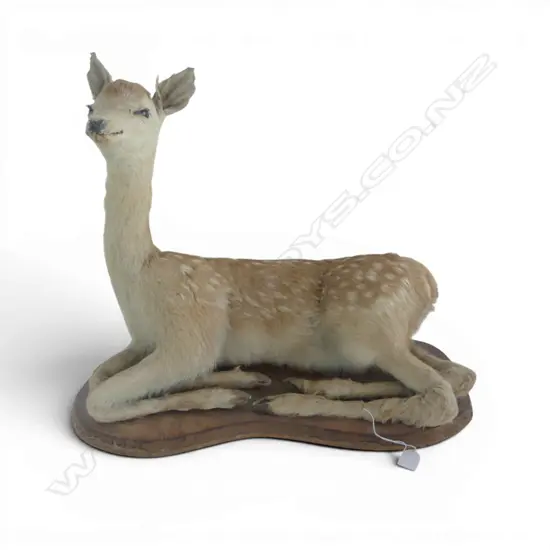 MOUNTED TAXIDERMY FAWN 560x250x460mm