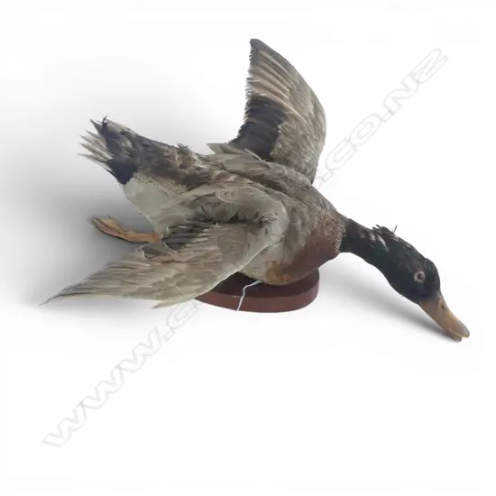 MOUNTED TAXIDERMY DUCK W.500mm