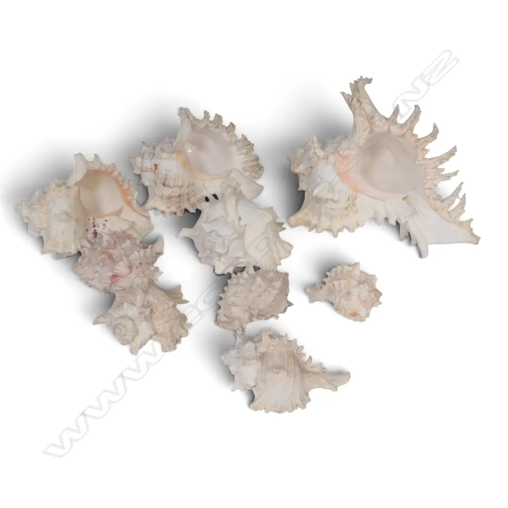 9 NATURAL WORLD TROPICAL SEA SNAIL SHELLS L260MM LARGEST Image 1++