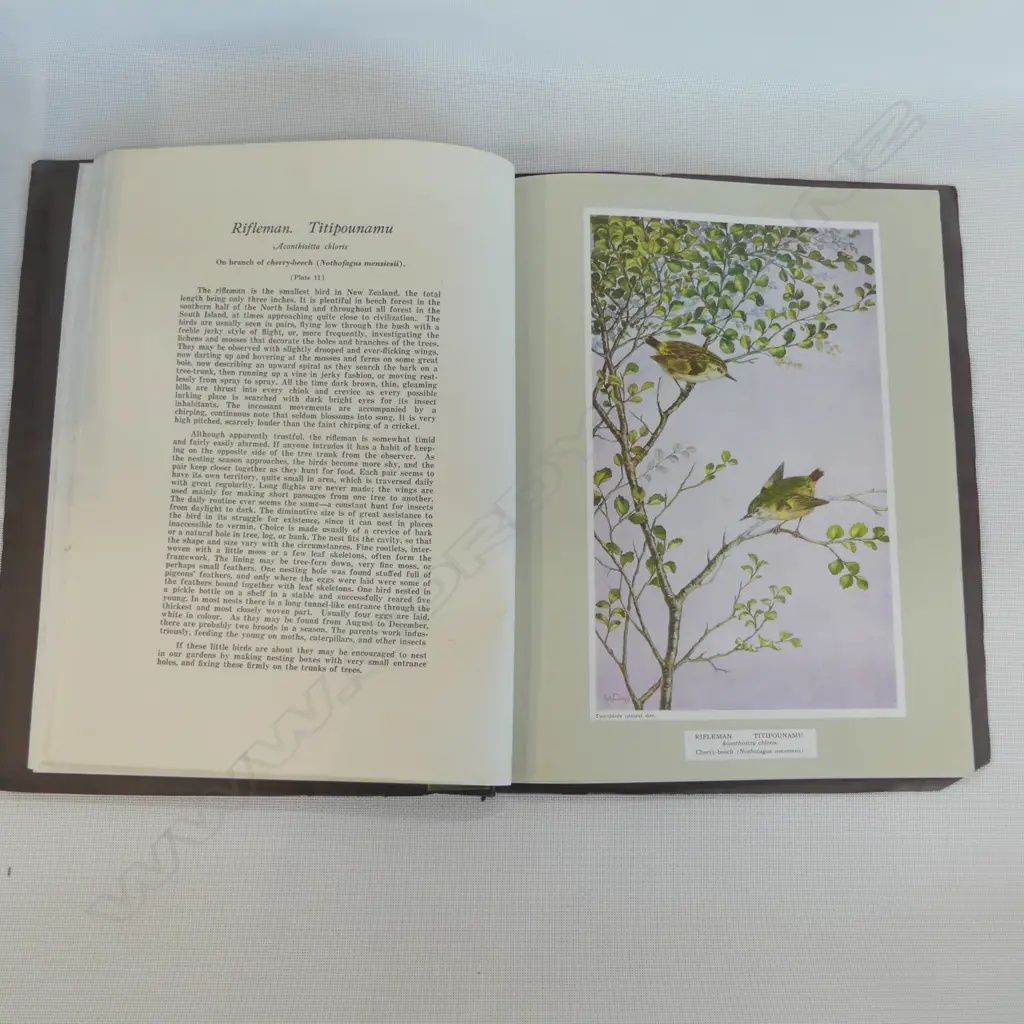 FOREST AND BIRD NEW ZEALAND FOREST-INHABITING BIRDS second edition  Image 1++