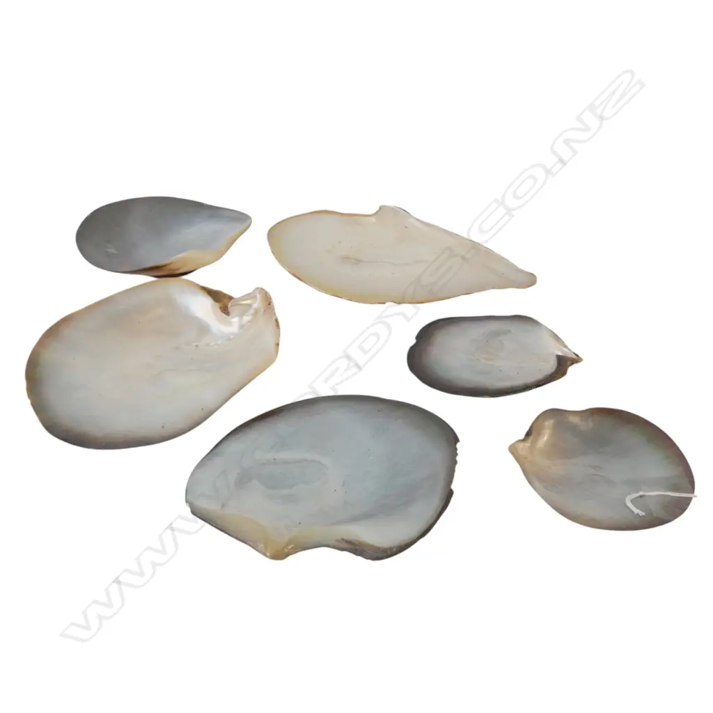 6 MoP MOTHER OF PEARL SHELLS W.210mm Image 1++