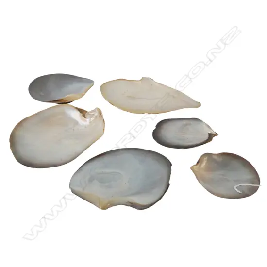 6 MoP MOTHER OF PEARL SHELLS W.210mm
