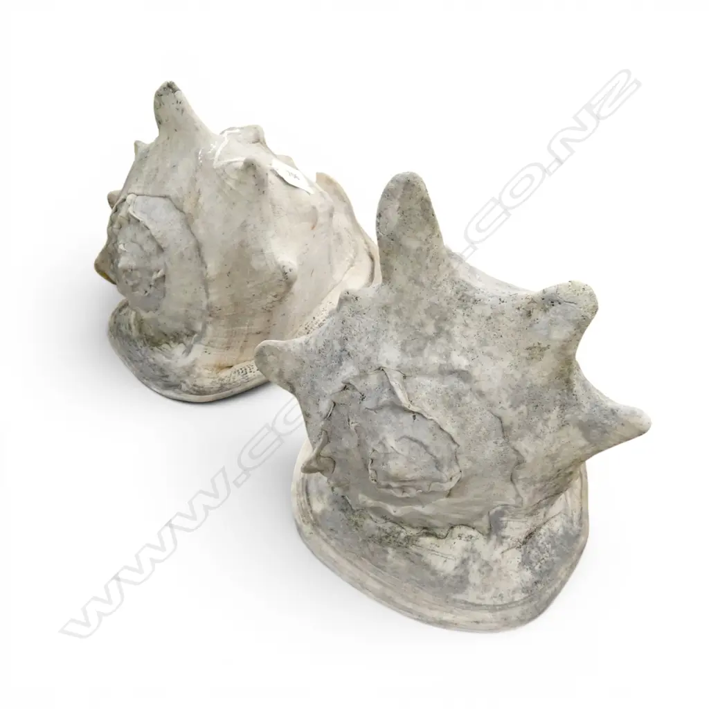 2 LARGE HELMET SEA SHELLS Image 1++