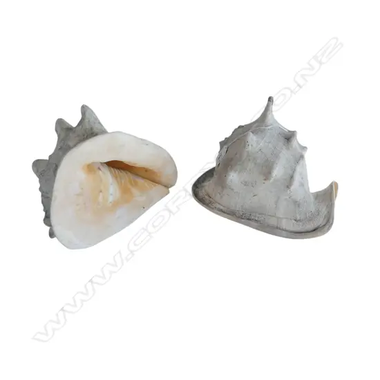 2 LARGE HELMET SEA SHELLS
