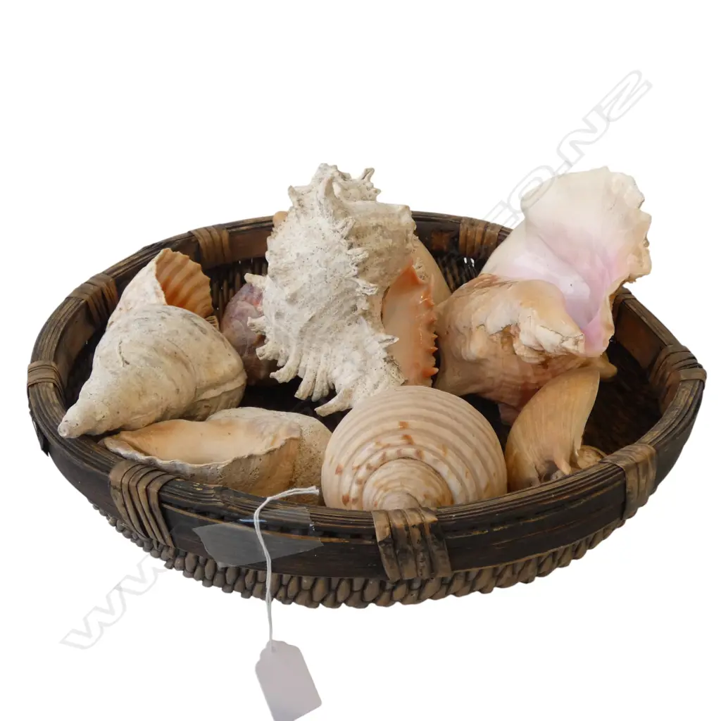 ASST. LG SHELLS IN WOVEN TRAY 400mm dia Image 1++