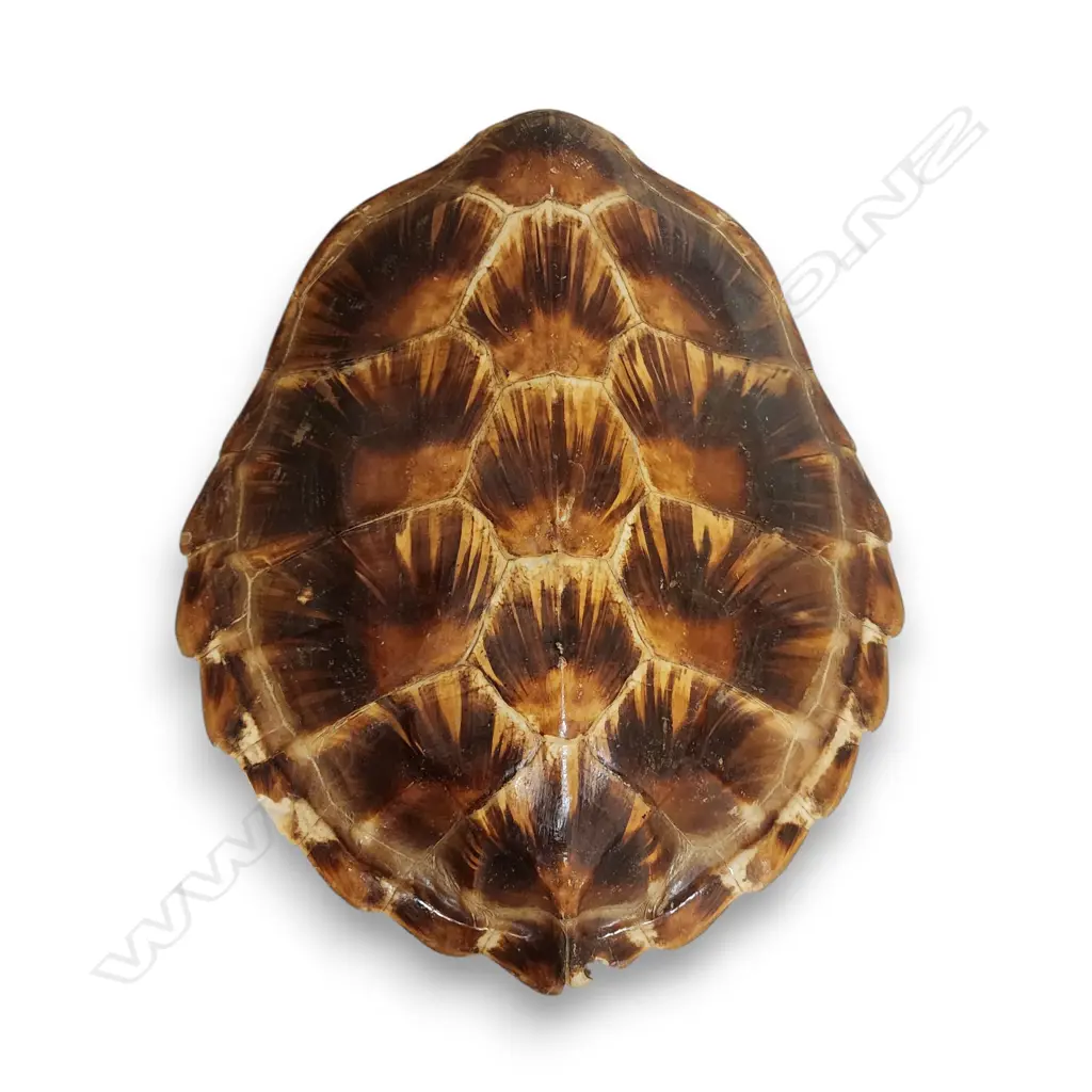 TURTLE SHELL 360 x 330 mm Image 1++