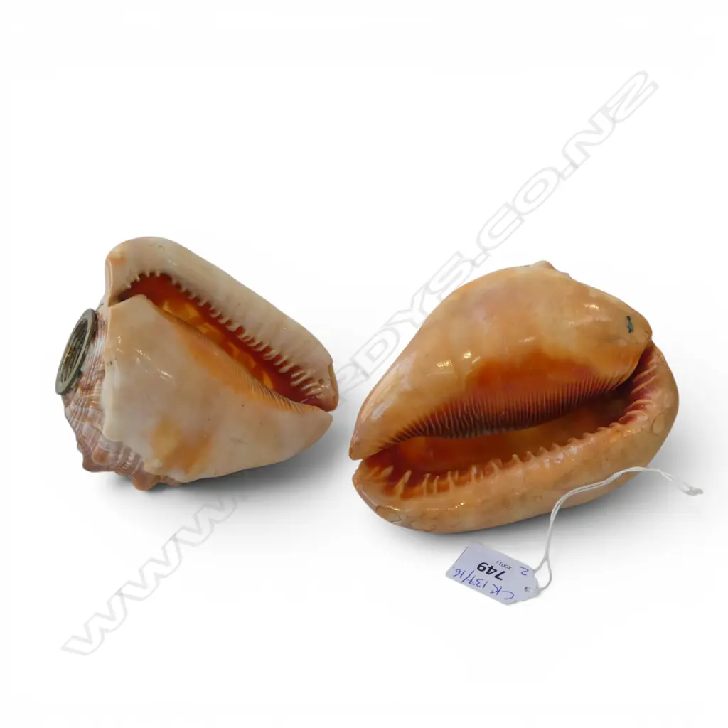 2 CARVED CONCH CAMEO SHELLS AS LIGHT FITTINGS H.145mm Image 1++