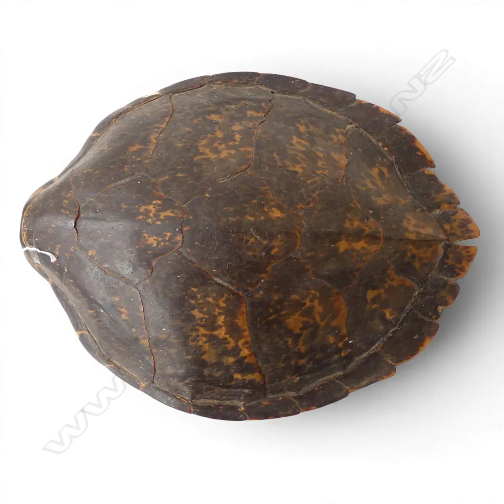 LG TURTLE SHELL L.510mm Image 1++