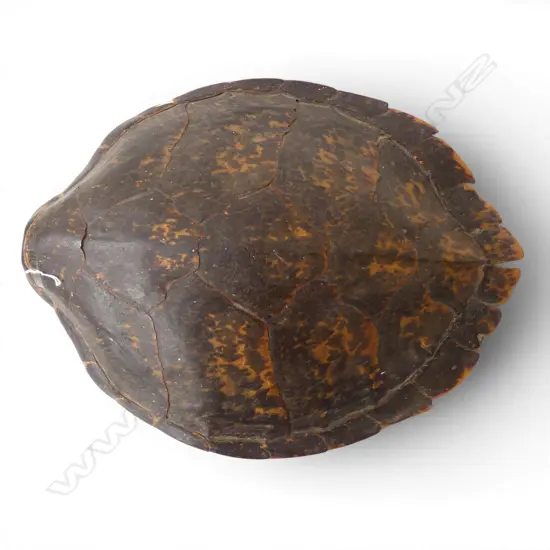 LG TURTLE SHELL L.510mm